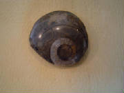 ammonite01.jpg