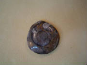 ammonite04.jpg